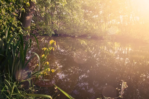 Отражение деревьев в пруду — стоковое фото