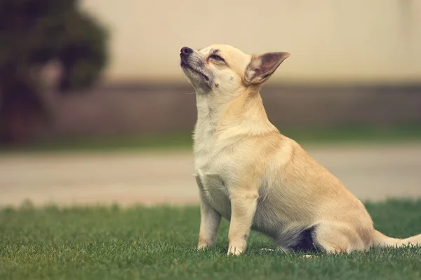 Lindo perro Chihuahua —  Fotos de Stock