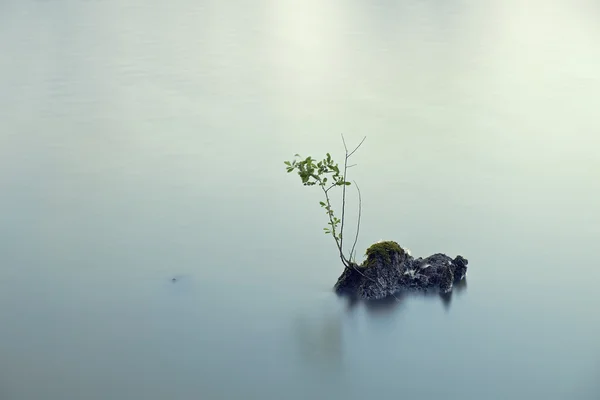 Branch op het rustige lake — Stockfoto