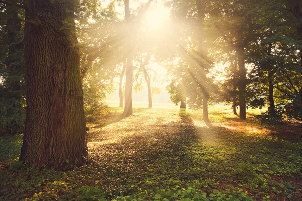 Güneş ışınları ve ağaçlar — Stok fotoğraf