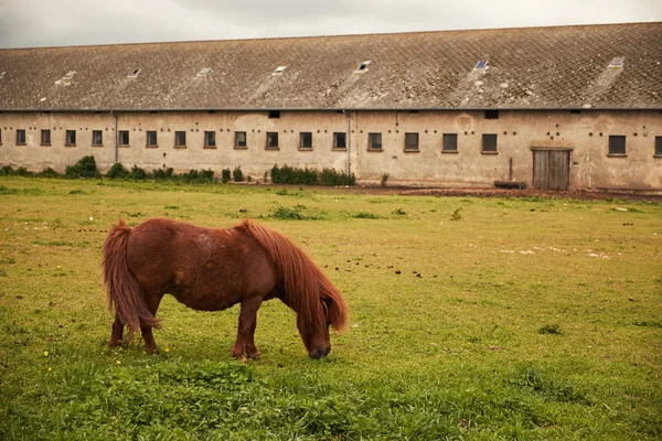 Horse grazing in the meadow — Stock Photo, Image