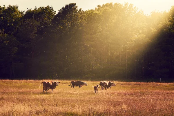 Αγελάδες βόσκουν στο λιβάδι — Φωτογραφία Αρχείου