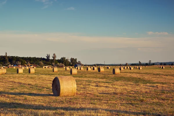 Bales no campo ao pôr do sol — Fotografia de Stock