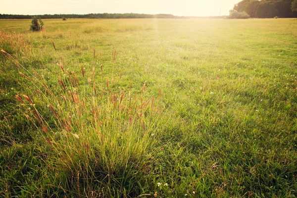 Beautiful springtime meadow — Stock Photo, Image