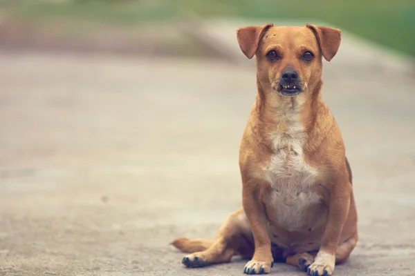 Cane carino da vicino — Foto Stock