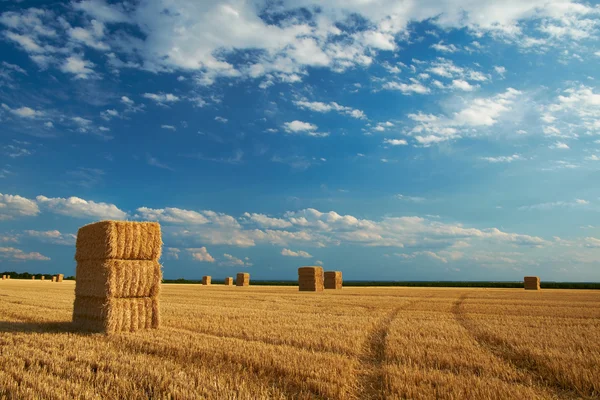 Gele hooibergen in het veld — Stockfoto