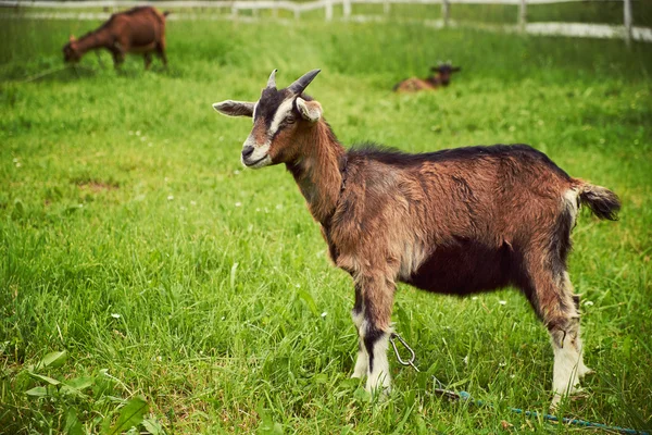 Goat on a meadow close up — Stock Photo, Image