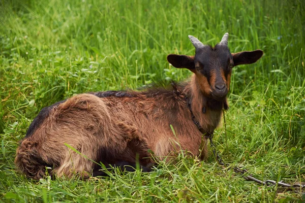 Goat is resting on meadow — Stock Photo, Image