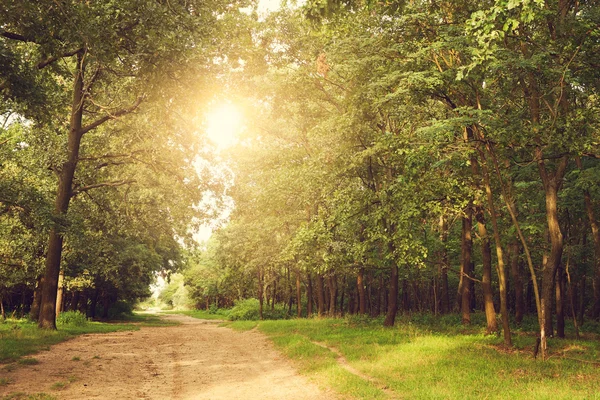 Prachtig bos in zonnestralen — Stockfoto