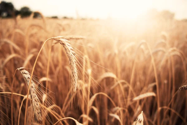 Ripe wheat field — Stock Photo, Image