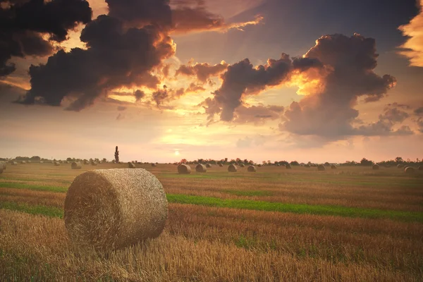 Bales on the field at sunset — Stock Photo, Image