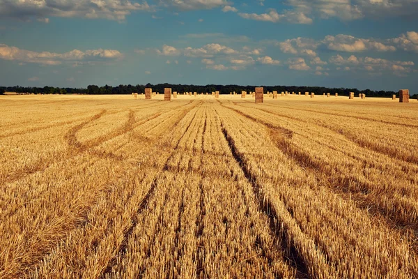 Alandaki sarı haystacks — Stok fotoğraf