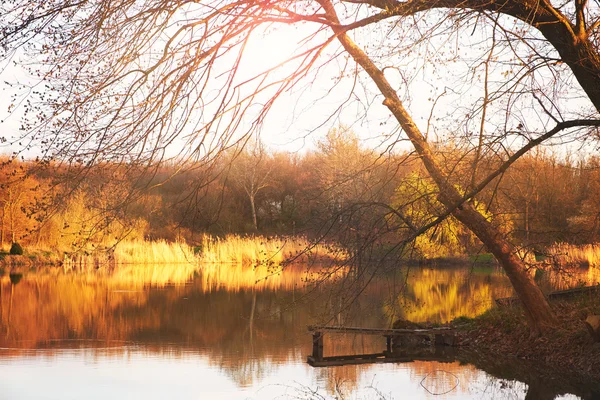 Árboles reflejados en un lago — Foto de Stock