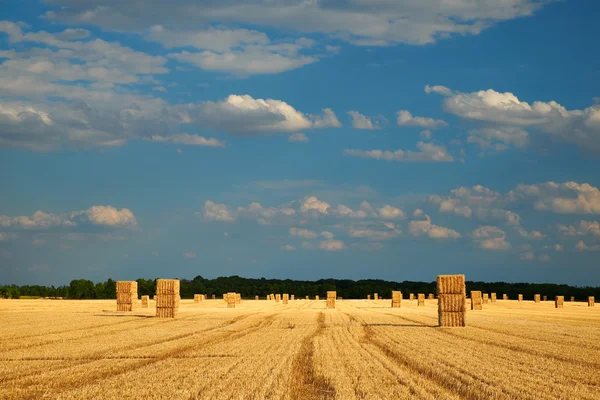 Gele hooibergen in het veld — Stockfoto