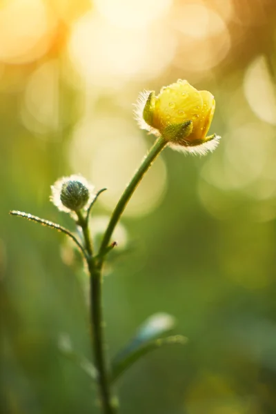 Gelbe Blume aus nächster Nähe — Stockfoto