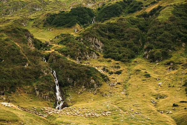 群羊在山中 — 图库照片