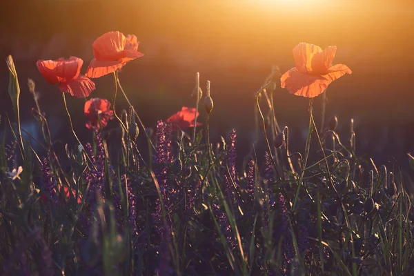 Fiori di papavero rosso — Foto Stock