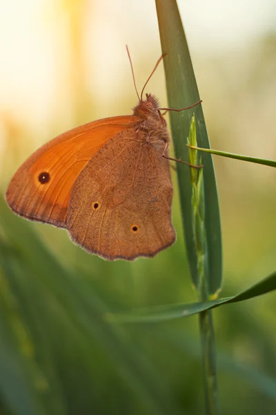 Borboleta na planta de perto — Fotografia de Stock