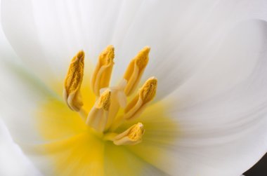 Beyaz çiçek yaklaş.