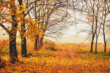 Sonbahar turuncu park