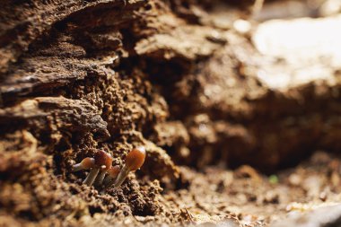 Sonbahar Ormanında Mantarlar