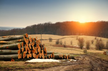 Freshly cut tree logs piled up clipart
