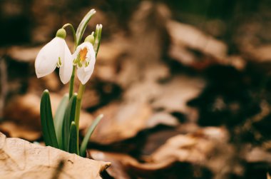 Ormanda güzel kardelen