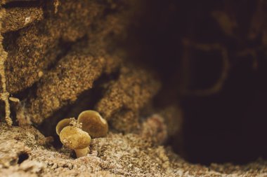Sonbahar Ormanında Mantarlar