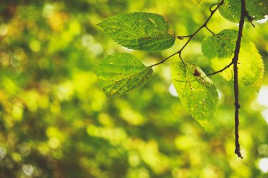 yeşil yapraklar arkaplan