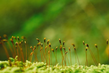 Yeşil yosun. Yaklaş.