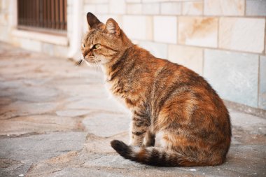 Yeşil gözlü kedi