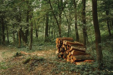 Woodpile yeşil ormanın içinde