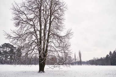 Karla kaplı ağaçlar