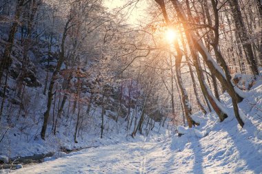 Kış orman karlı yol
