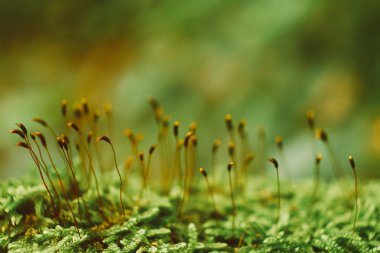 Yeşil yosun. Yaklaş.