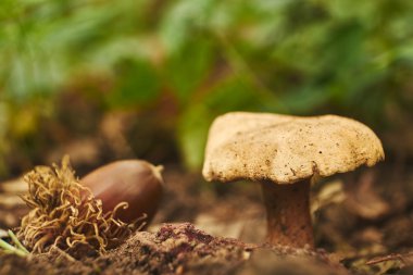 sonbahar ormanda mantar