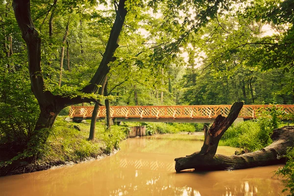 Dirty Creek in forest — Stock Photo, Image