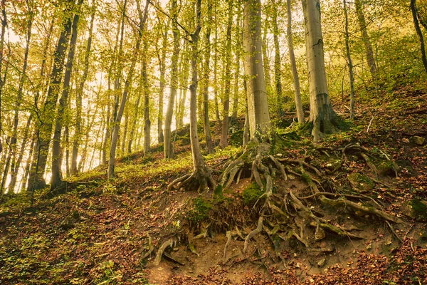 Raíces en el bosque otoñal — Foto de Stock