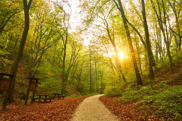 Camino forestal de otoño —  Fotos de Stock
