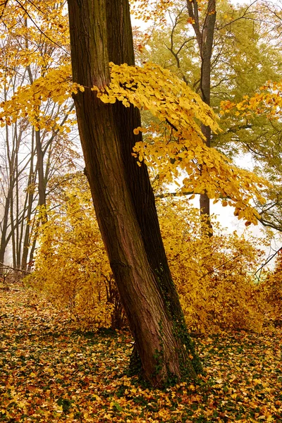 Güzel sonbahar ormanı — Stok fotoğraf