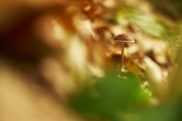 Cogumelo na floresta de outono — Fotografia de Stock