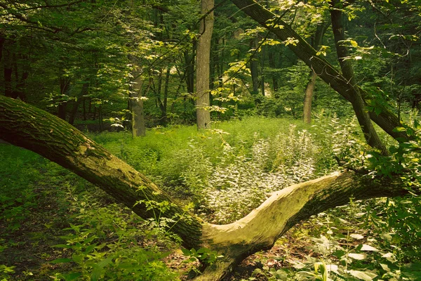 Floresta profunda europeia — Fotografia de Stock