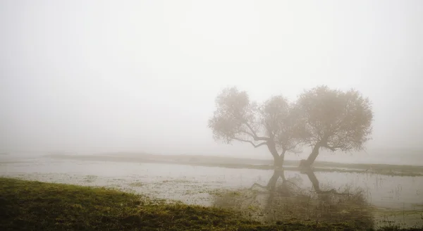 Árboles en el día de niebla —  Fotos de Stock