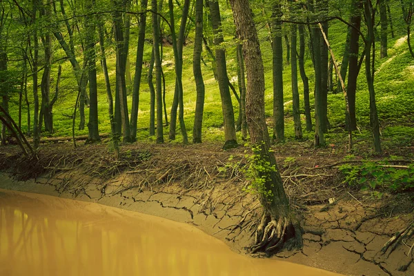 Creek in groen bos — Stockfoto