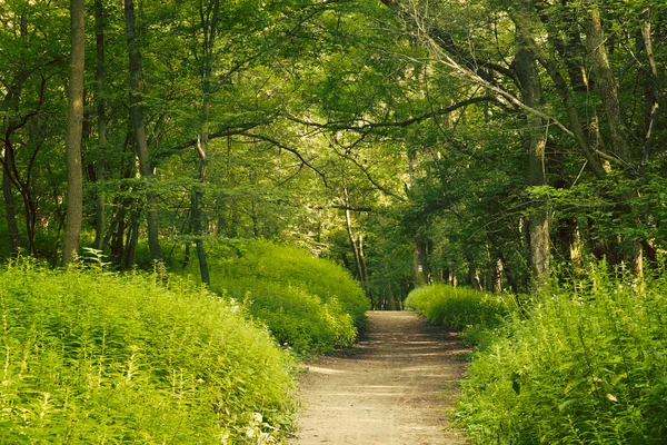 European deep forest — Stock Photo, Image