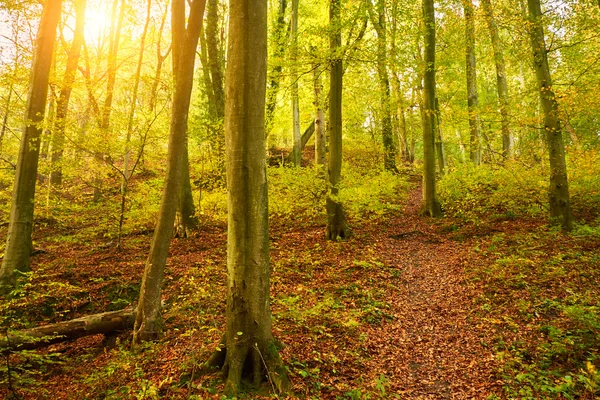 Prachtig herfstbos — Stockfoto