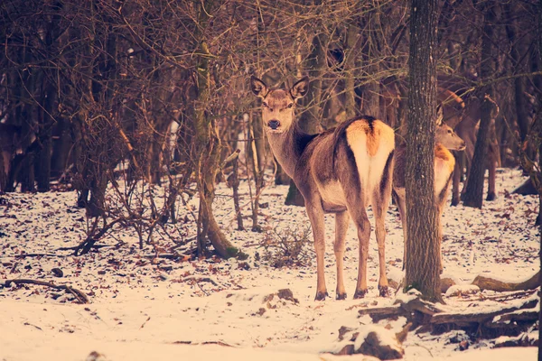Kobiece jelenie w lesie — Zdjęcie stockowe