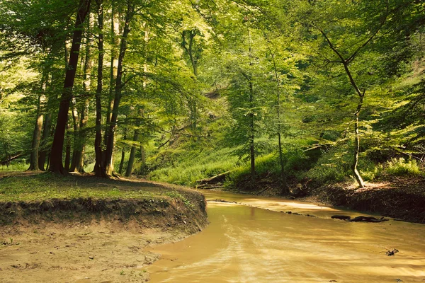 Bach im grünen Wald — Stockfoto