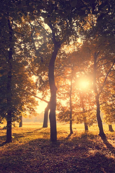 Mooie herfst park — Stockfoto