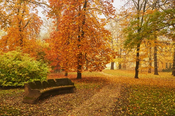 Осенний апельсиновый парк — стоковое фото